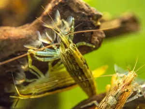 LARGE Bamboo Shrimp (Atyopsis spinipes) aka Singapore Flower Shrimp