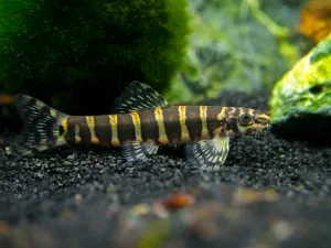 Serpent Loach/Botia (Serpenticobitis octozona)