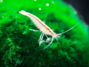 SMALL Bamboo Shrimp (Atyopsis spinipes) aka Singapore Flower Shrimp