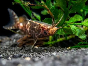 Upside-Down Catfish (Synodontis nigriventris), USA Bred!